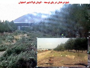 شرم آور است که قطع درختان را کم هزینه ترین گزینه بدانیم!